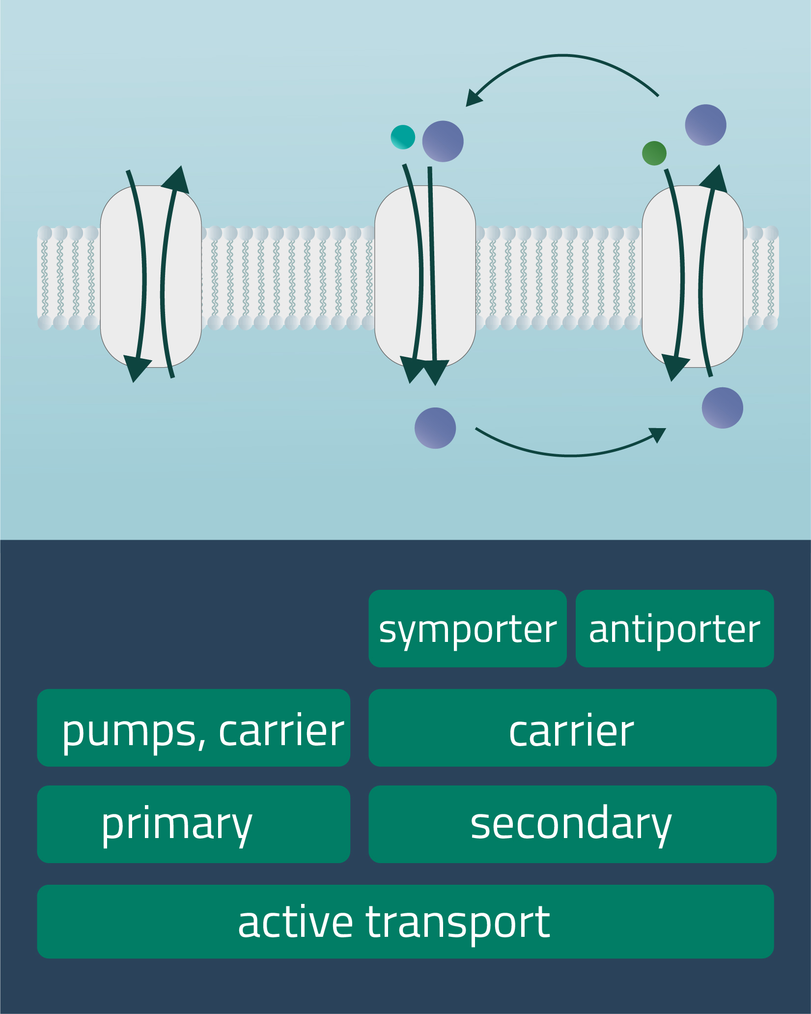 Membrane Proteins Indispensable Gatekeepers